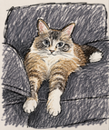 1 Pet Funny Doodle